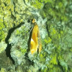 Epicallima formosella