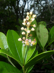 Byrsonima ligustrifolia