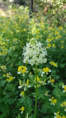 Toxicoscordion venenosum venenosum