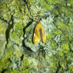 Epicallima formosella