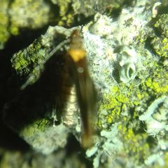 Epicallima formosella