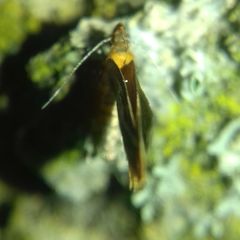 Epicallima formosella