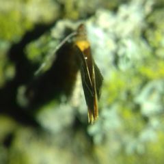 Epicallima formosella