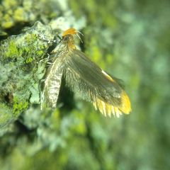 Epicallima formosella