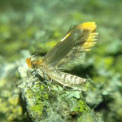 Epicallima formosella