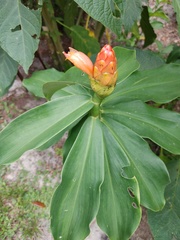 Costus scaber