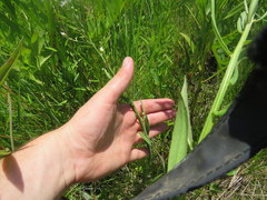 Symphyotrichum estesii
