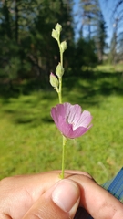 Sidalcea reptans