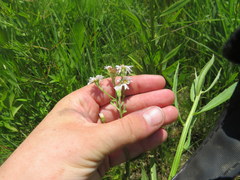 Symphyotrichum estesii