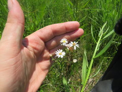 Symphyotrichum estesii
