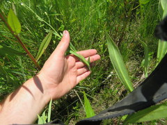 Symphyotrichum estesii