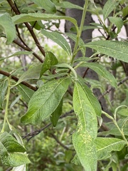 Salix alaxensis