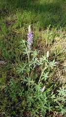 Lupinus lepidus confertus