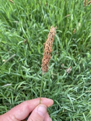 Alopecurus geniculatus