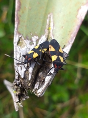 Oncopeltus orourkeae