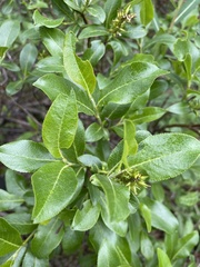 Salix pseudomyrsinites