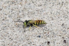 Microbembex monodonta