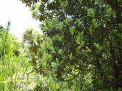 Austropsocus viridis