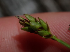 Carex leptalea