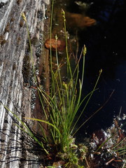 Carex leptalea