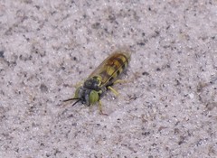 Microbembex monodonta