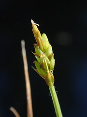 Carex leptalea