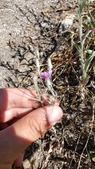 Lessingia leptoclada
