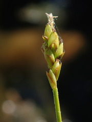 Carex leptalea