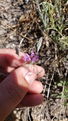 Lessingia leptoclada