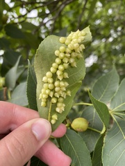Caryomyia conoidea