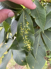 Caryomyia conoidea