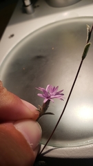 Lessingia leptoclada