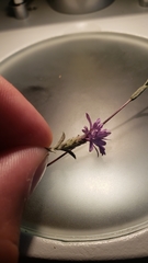 Lessingia leptoclada