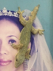 Hemidactylus platyurus