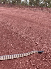 Aspidites melanocephalus