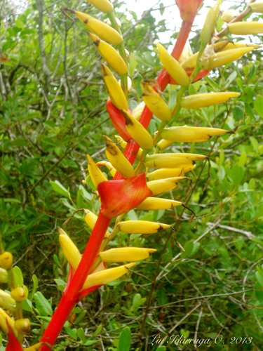 Vriesea friburgensis