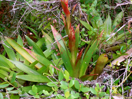Vriesea friburgensis