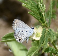 Hemiargus ceraunus filenus