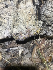 Oedura marmorata