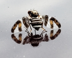 Dyscrasis hendeli