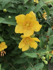 Hypericum patulum