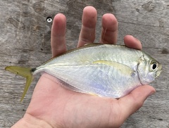 Chloroscombrus chrysurus