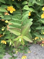 Hypericum patulum