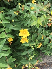 Hypericum patulum