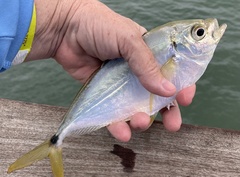 Chloroscombrus chrysurus