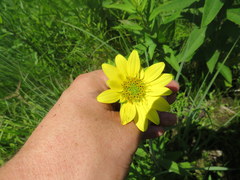 Silphium mohrii