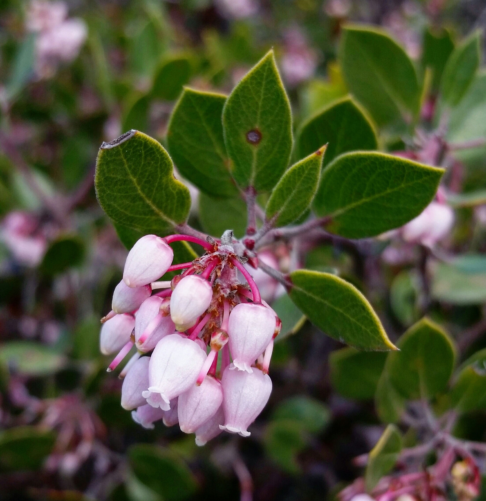 Arctostaphylos hookeri ssp. hookeri