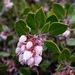Hooker's Manzanita - Photo (c) David Greenberger, some rights reserved (CC BY-NC-ND), uploaded by David Greenberger