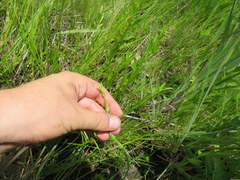 Hypericum denticulatum