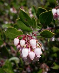 Arctostaphylos hookeri hookeri